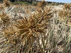 Spinifex
