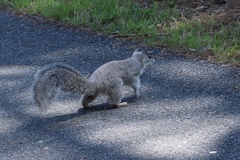 Sciurus niger cinereus
