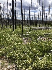 Ceanothus velutinus velutinus