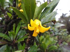 Scaevola glabra