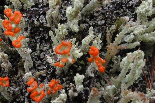 Cladonia didyma observed 2011-04-09