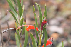 Adenanthos barbiger