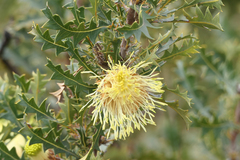 Banksia armata