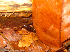 Pachycondyla crassinoda