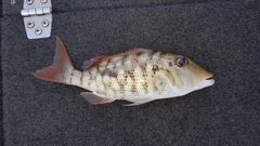 Lethrinus semicinctus