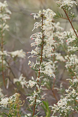 Grevillea pilulifera