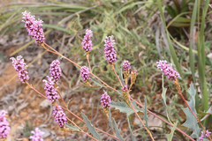 Grevillea quercifolia