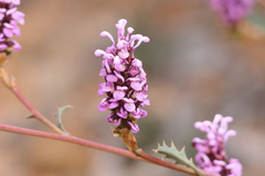 Grevillea quercifolia