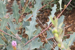 Grevillea quercifolia