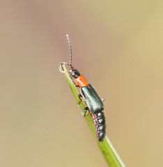 Carphurus cyanopterus