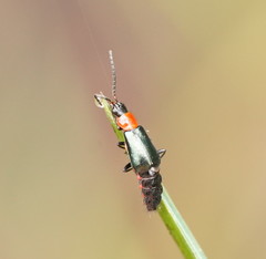 Carphurus cyanopterus