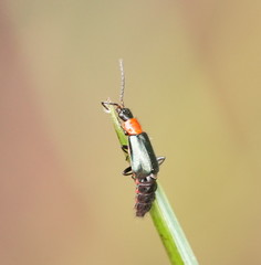Carphurus cyanopterus