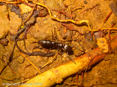 Pachycondyla crassinoda