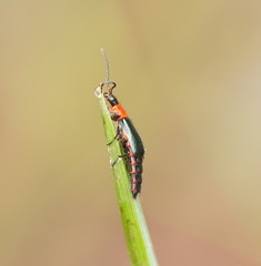 Carphurus cyanopterus