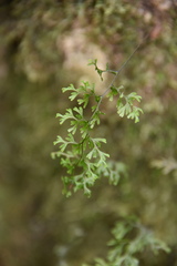 Hymenophyllum inaequale