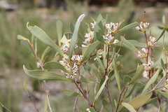 Hakea cyclocarpa