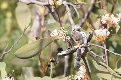 Hakea cyclocarpa
