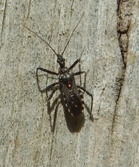 Trachylestes turneri