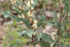 Hakea undulata