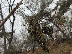 Rhus javanica