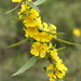 Hibbertia improna - Photo (c) Ray Turnbull, algunos derechos reservados (CC BY-NC), subido por Ray Turnbull