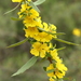 Hibbertia improna - Photo (c) Ray Turnbull, some rights reserved (CC BY-NC), uploaded by Ray Turnbull