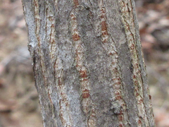 Rhus javanica
