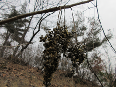 Rhus javanica