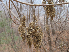 Rhus javanica
