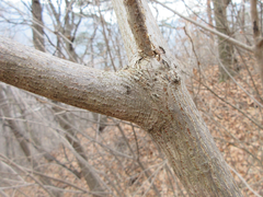 Rhus javanica