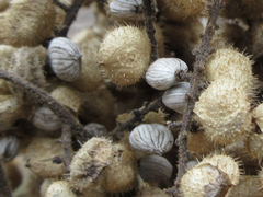 Rhus javanica