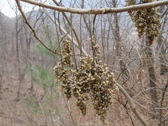 Rhus javanica