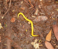 Fletchamia mediolineata