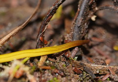 Fletchamia mediolineata