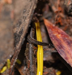 Fletchamia mediolineata