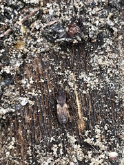 Togodolentus wrighti