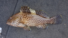 Epinephelus maculatus