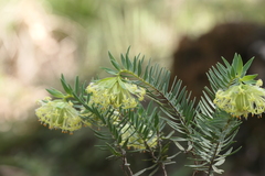 Pimelea suaveolens