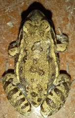 Leptodactylus latinasus