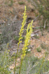 Stackhousia viminea