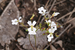 Stylidium androsaceum