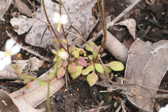 Stylidium androsaceum