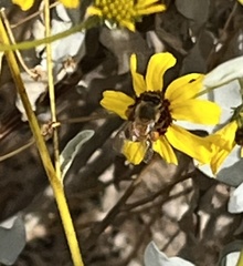 Apis mellifera