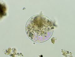 Coscinodiscales