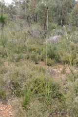 Xanthorrhoea gracilis