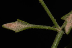 Perityle congesta