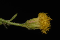 Perityle congesta