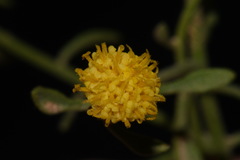 Perityle congesta