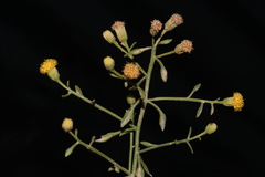 Perityle congesta