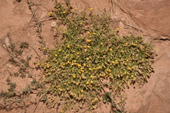 Perityle congesta